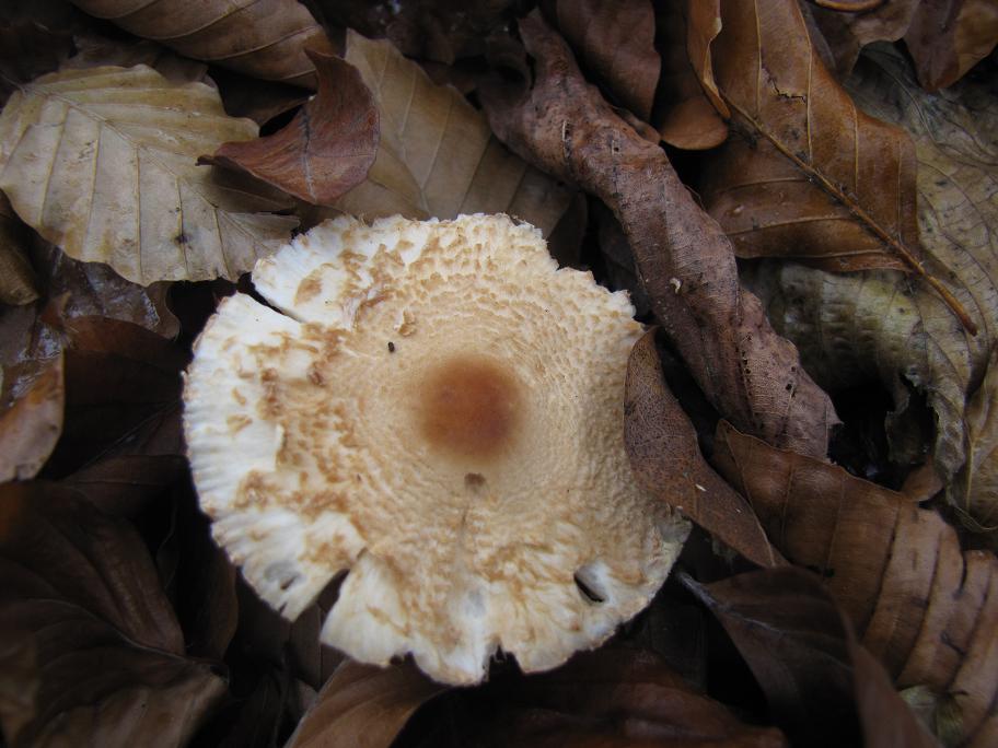 Pilzgalerie Lateinische Namen K L