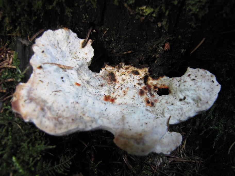 Pilzgalerie Lateinische Namen O P Q