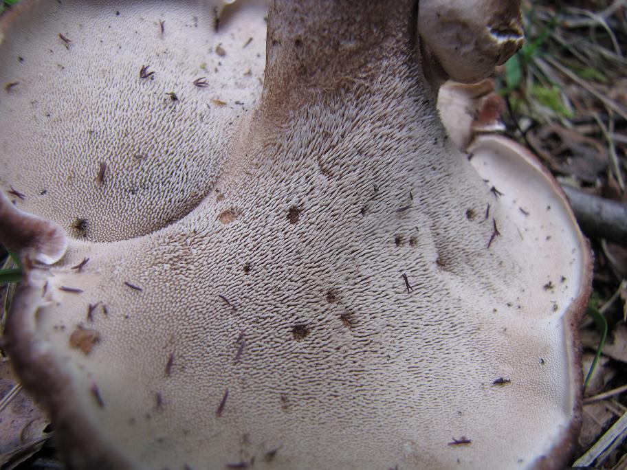 Pilzgalerie Lateinische Namen S